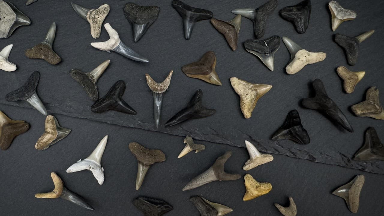 Why are fossil shark teeth different colors