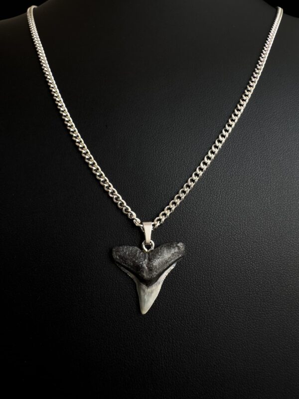 bull shark tooth necklace