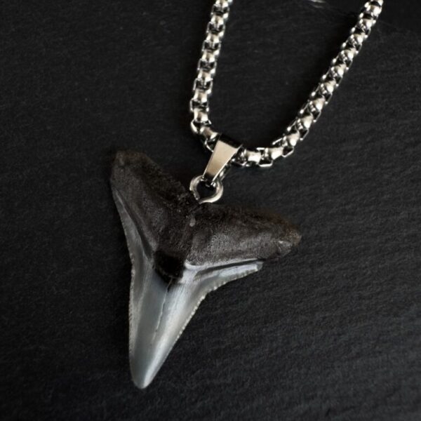 Bull shark fossil tooth made into a necklace with steel chain.