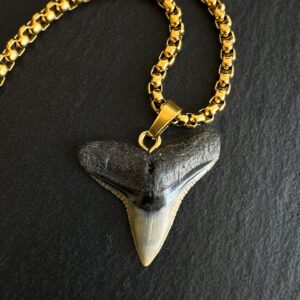 Bull shark tooth necklace with 18k gold PVD plated chain