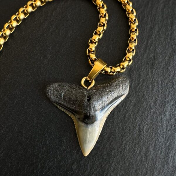 Bull shark tooth necklace with 18k gold PVD plated chain