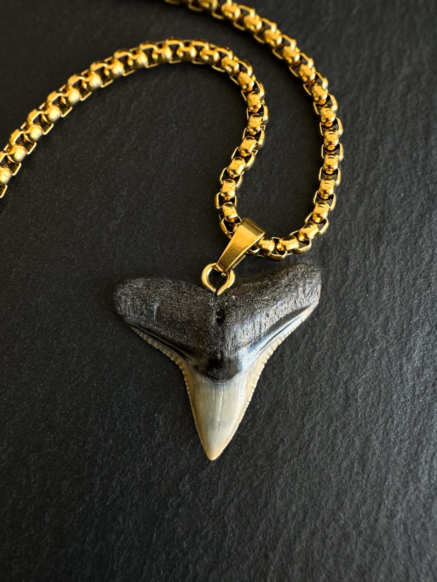 Bull shark tooth necklace with 18k gold PVD plated chain