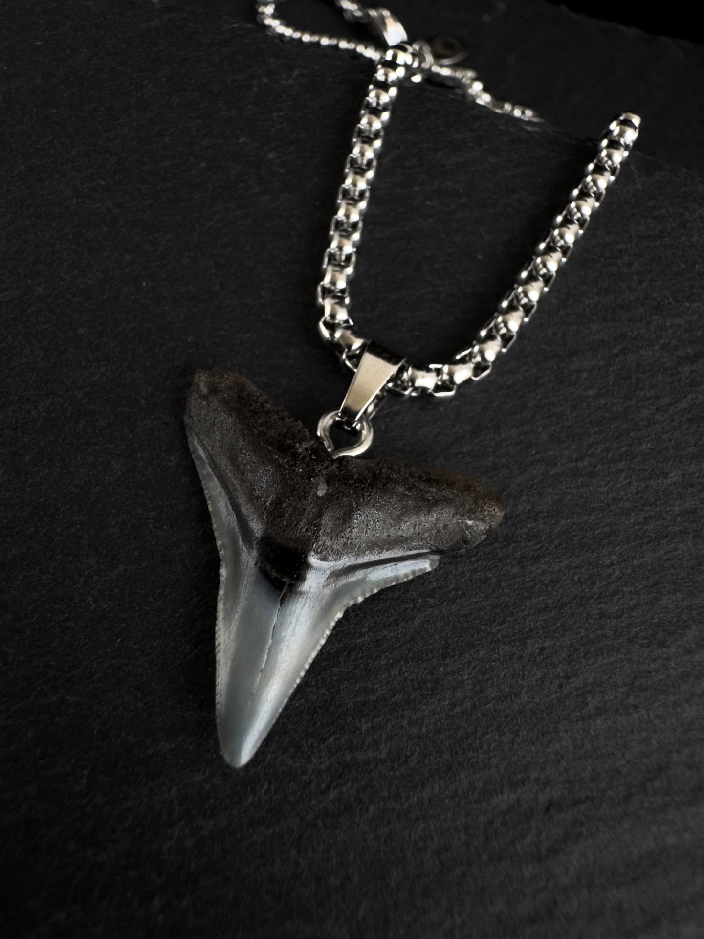 Bull shark fossil tooth made into a necklace with steel chain.