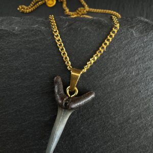 fossil shark tooth necklace by shark heritage