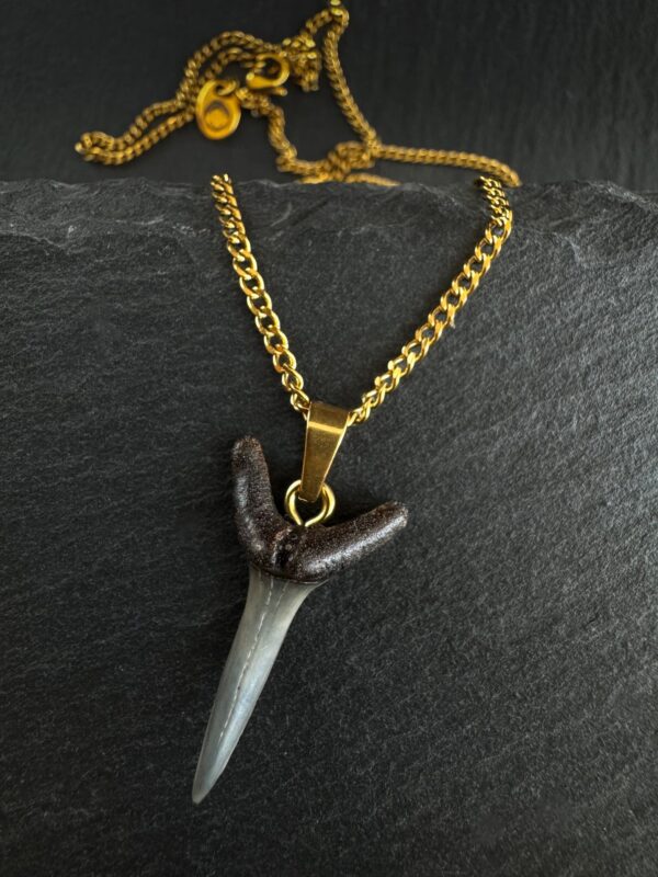 fossil shark tooth necklace by shark heritage