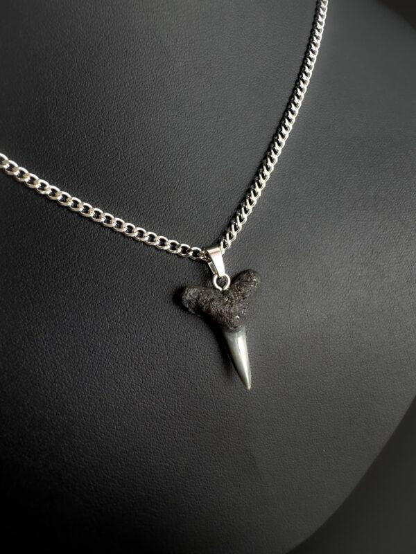 fossil shark tooth necklace on a stainless steel chain. Men premium jewelry