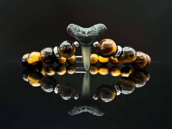 fossilized shark tooth bracelet with tiger eye gemstones