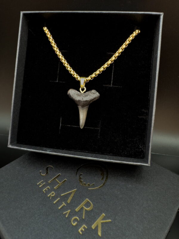 lemon shark tooth fossil on a 18k gold PVD plated chain