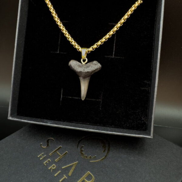 lemon shark tooth fossil on a 18k gold PVD plated chain