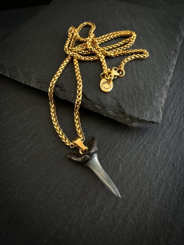 Sand tiger fossil shark tooth necklace on 18k gold plated chain.