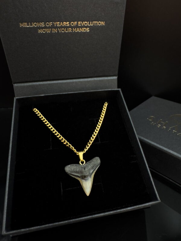 fossil shark tooth necklace on a 18k gold PVD plated stainless steel chain.