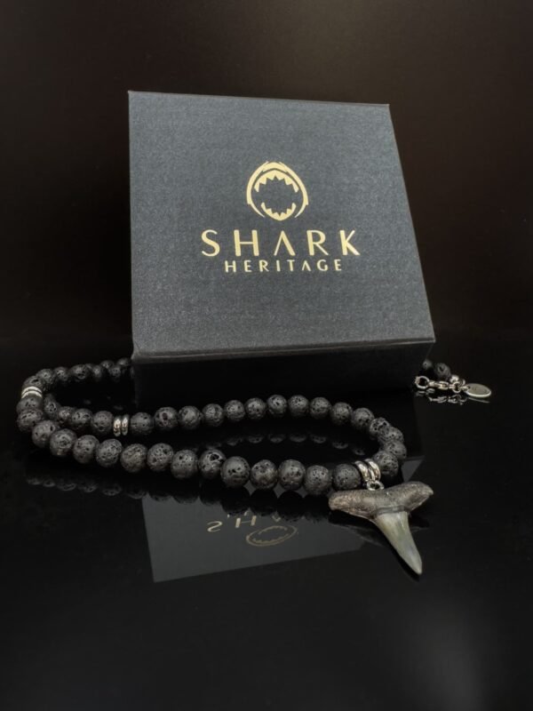 shark heritage jewelry packaging with a shark tooth necklace