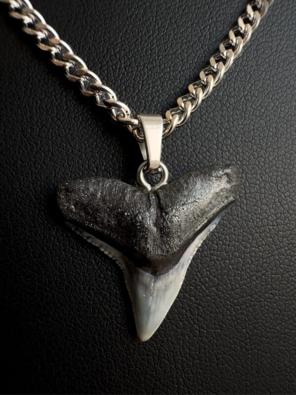 shark tooth necklace