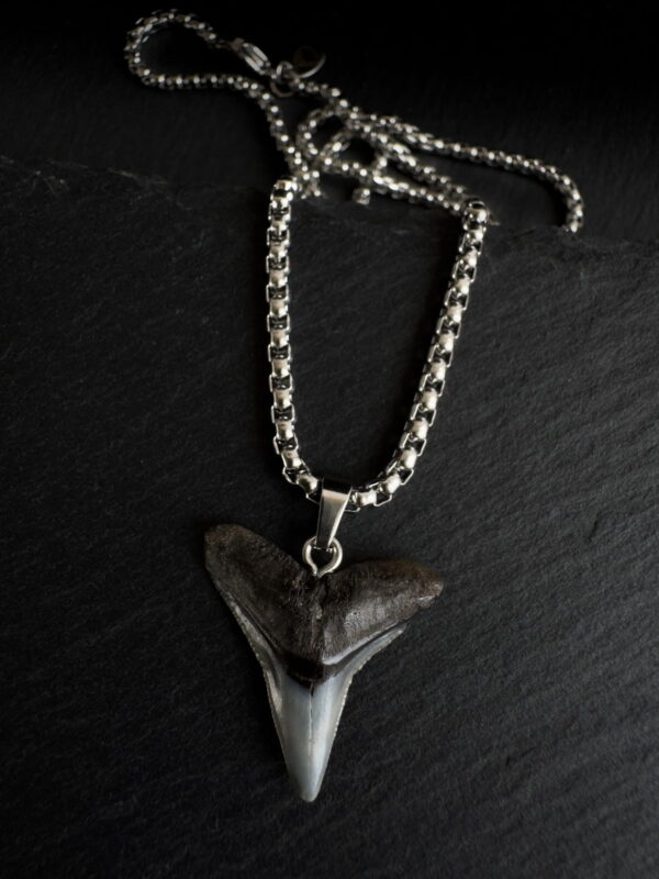 Fossilized bull shark tooth necklace. Men's jewelry