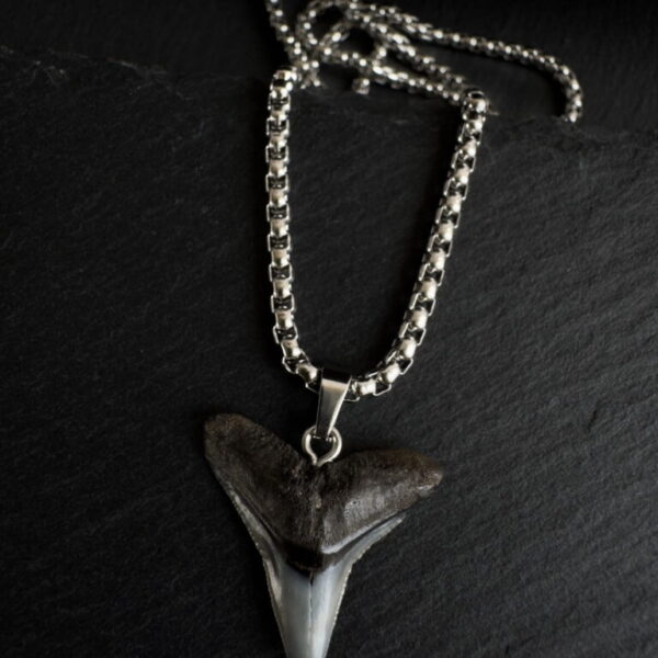 Fossilized bull shark tooth necklace. Men's jewelry