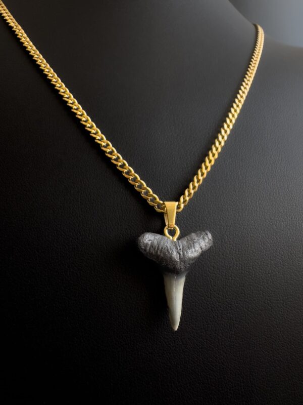 shark tooth necklace gold chain