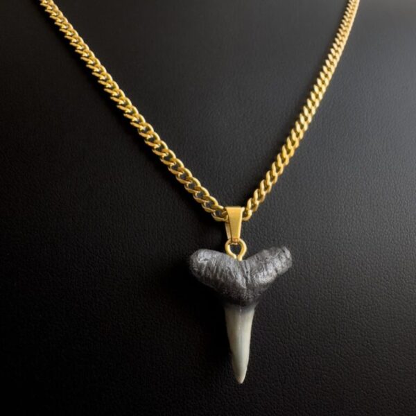 shark tooth necklace gold chain