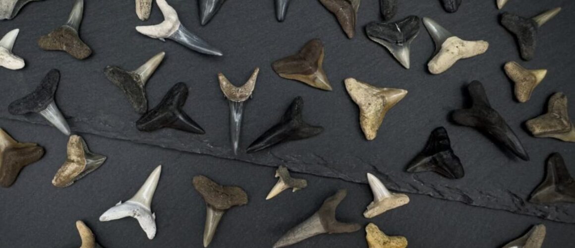 fossil shark teeth of different colors and shapes