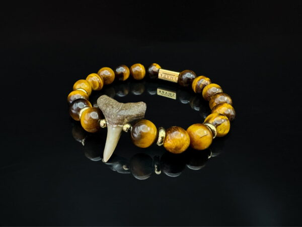 fossil shark tooth bracelet with tiger eye gemstones