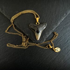 bull shark fossil tooth necklace gold by shark heritage