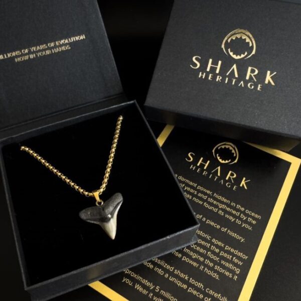 shark heritage packaging fossil shark tooth jewelry gift