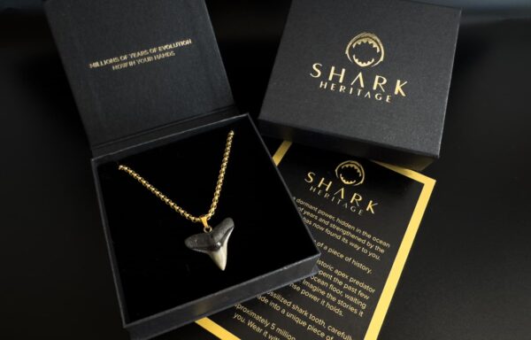 shark heritage packaging fossil shark tooth jewelry gift