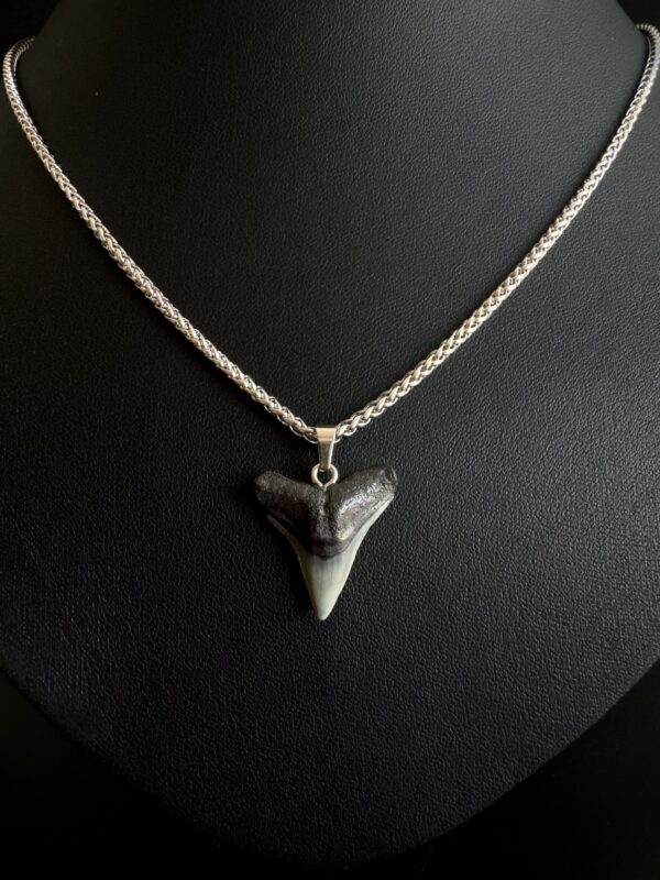 shark-fossil-necklace