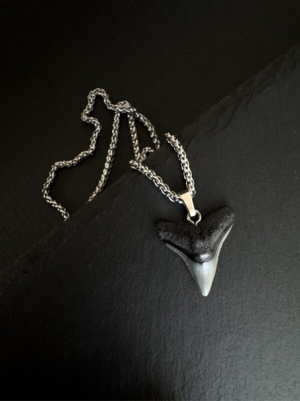 shark tooth necklace jewelry for water women