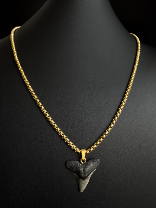 shark tooth necklace fossil