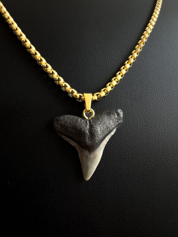 shark tooth necklace