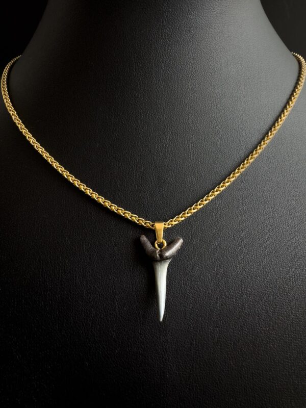 shark tooth necklace