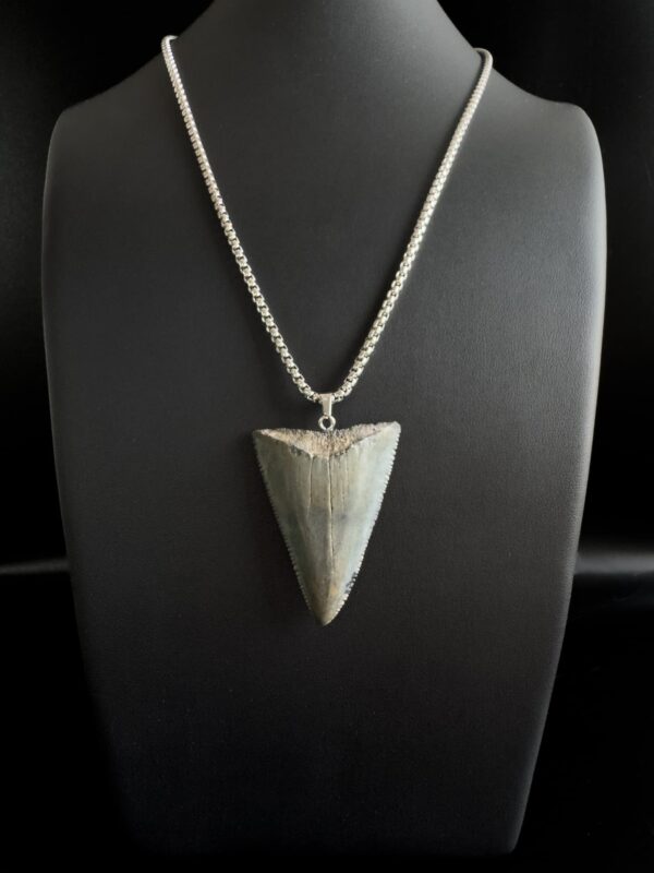 Great White Shark Tooth Necklace - 1.75inch/4.5cm long Gray tooth - Image 2