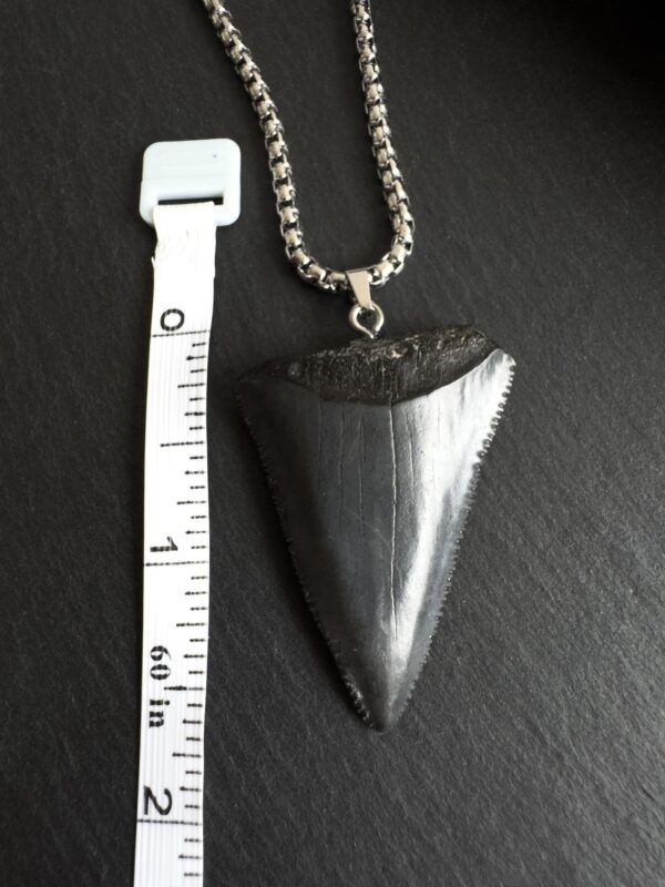 Great_White_Tooth