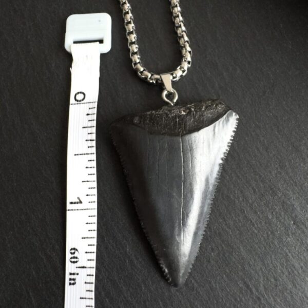 Great_White_Tooth