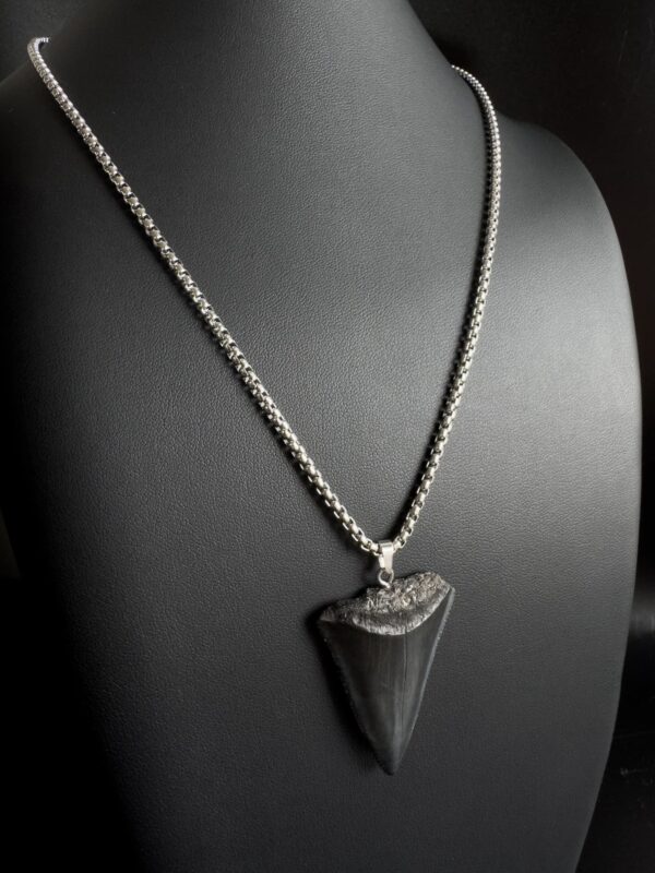Great White Shark Tooth Necklace - 1.73inch / 4.4cm long - Image 2