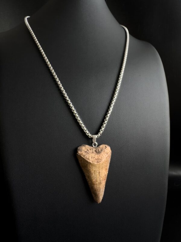 Great White Shark Tooth Necklace - 1.65inch / 4.2cm long - Image 2