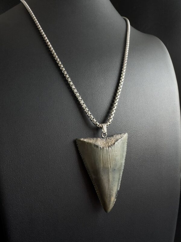 Great White Shark Tooth Necklace - 1.75inch/4.5cm long Gray tooth - Image 3