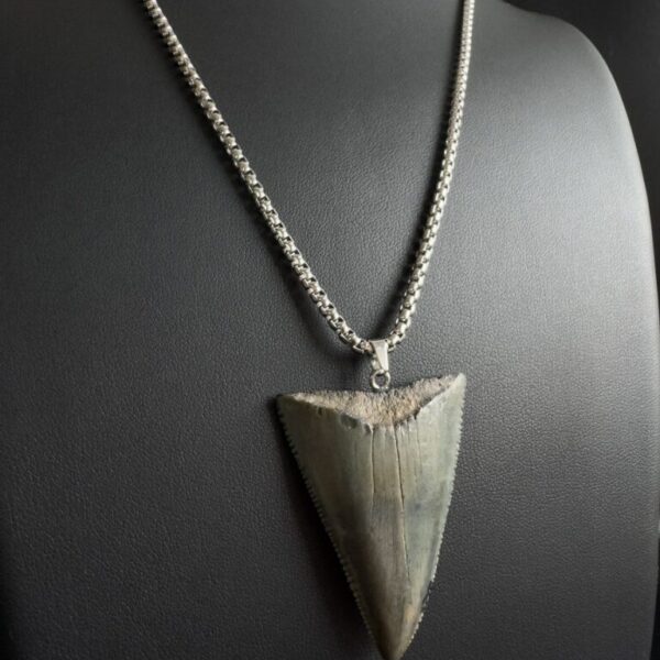 Great White Shark Tooth Necklace - 1.93inch/4.9cm long Gray fossil