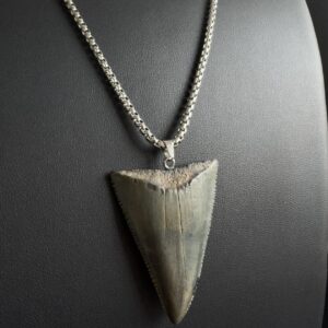 Great White Shark Tooth Necklace - 1.93inch/4.9cm long Gray fossil
