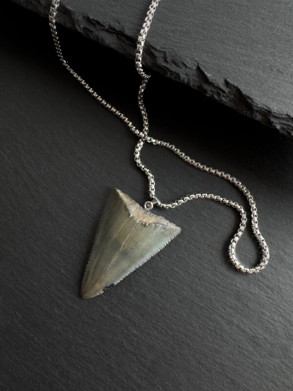 Great White Shark Tooth Necklace - 1.75inch/4.5cm long Gray tooth - Image 4