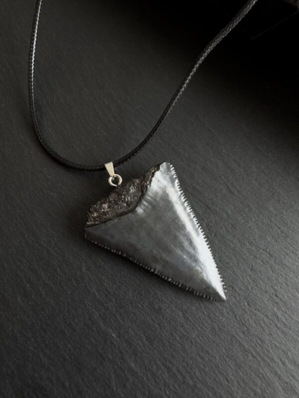 Great White Shark Tooth Necklace - 1.73inch / 4.4cm long - Image 3