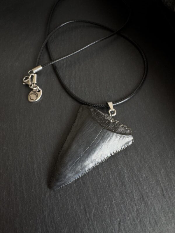 Great White Shark Tooth Necklace - 1.73inch / 4.4cm long - Image 4