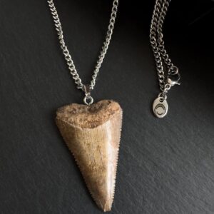 Great White Shark Tooth Necklace - 1.65inch / 4.2cm long