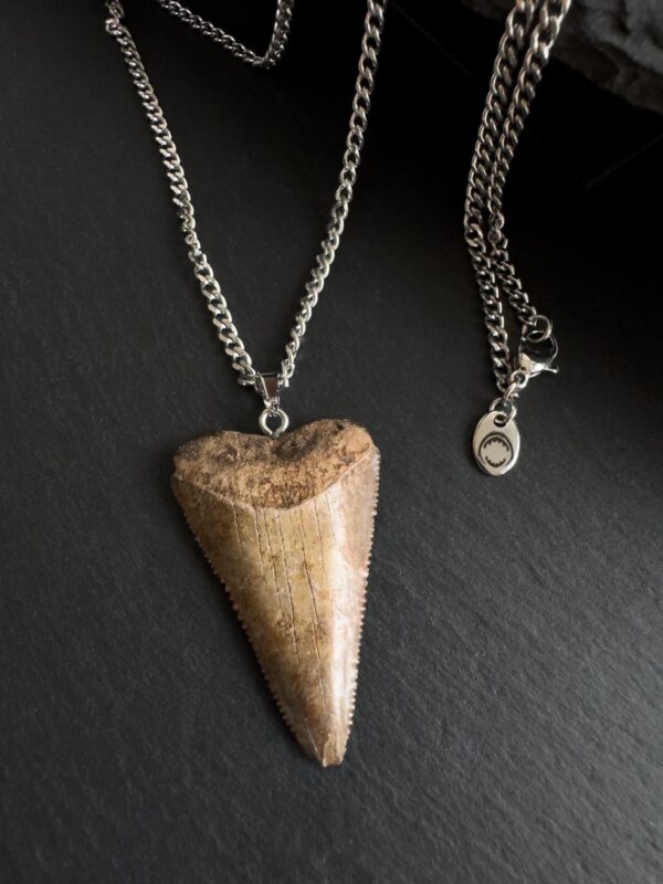 Great White Shark Tooth Necklace - 1.65inch / 4.2cm long - Image 3