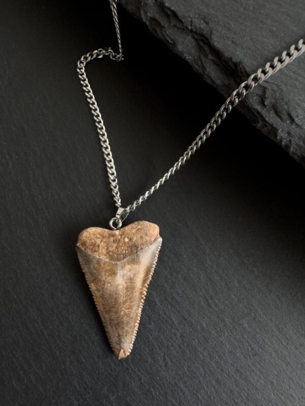 Great White Shark Tooth Necklace - 1.65inch / 4.2cm long - Image 4