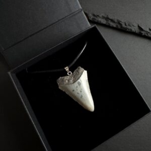 Great_white_shark_tooth_Necklace