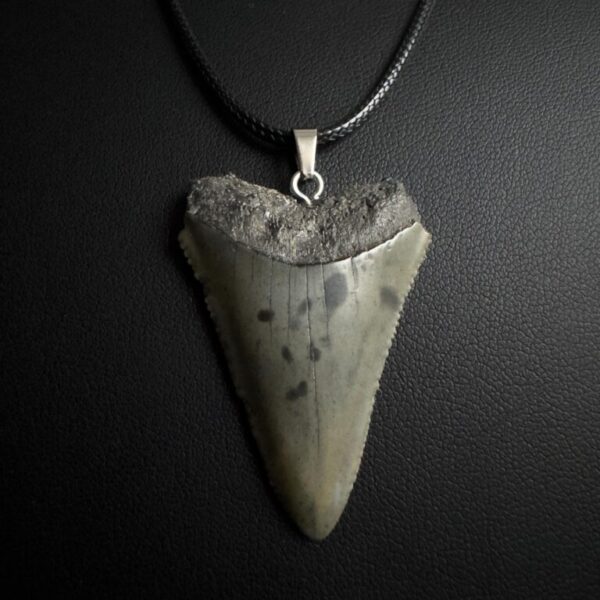 Great White Shark Tooth Necklace - 1.6 inch / 4 cm