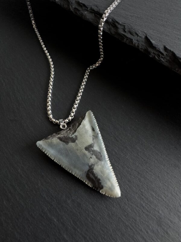 Great White Shark Tooth Necklace - 1.75inch/4.5cm long Gray tooth - Image 5