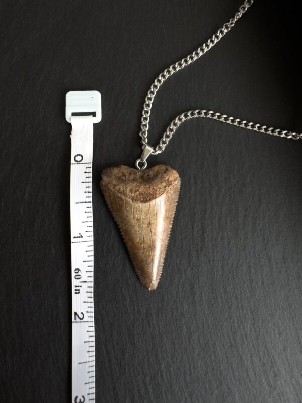 Great White Shark Tooth PendantGreat White Shark Tooth Pendant