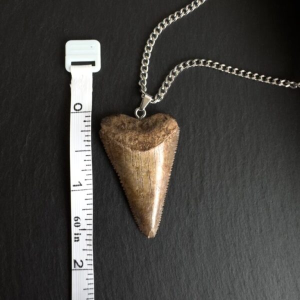 Great White Shark Tooth Pendant